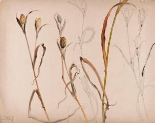 Iris après la fleur (Emile Gallé) - Muzeo.com