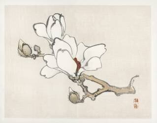 Magnolia (Kono Barei) - Muzeo.com