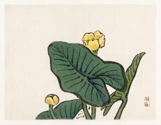 Nénuphar (Kono Barei) - Muzeo.com
