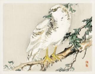 Oiseau moqueur du Nord (Kono Barei) - Muzeo.com