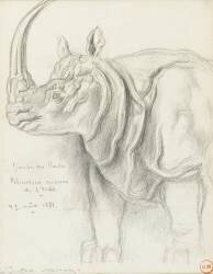 Rhinocéros (Gustave Moreau) - Muzeo.com