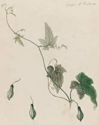 Tige de cucurbitacée portant feuilles et fruits (Emile Gallé) - Muzeo.com