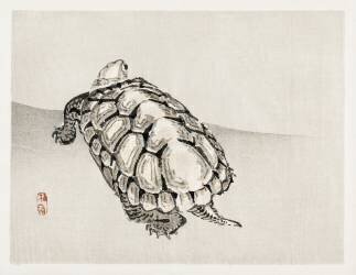 Tortue (Kono Barei) - Muzeo.com
