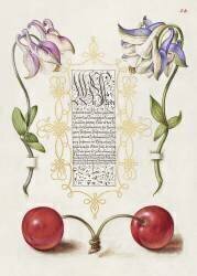 Ancolies et cerises,  Mira Calligraphiae Monumenta (Joris Hoefnagel) - Muzeo.com