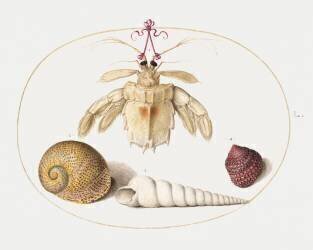 Bernard l'Hermite et coquillages (Joris Hoefnagel) - Muzeo.com