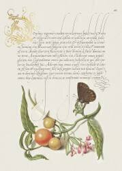 Cerisier de Jérusalem et salicorne, Mira Calligraphiae Monumenta (Joris Hoefnagel) - Muzeo.com