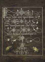 Coccinelle et scarabée, Mira Calligraphiae Monumenta (Joris Hoefnagel) - Muzeo.com