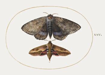 Deux papillons de nuit (Joris Hoefnagel) - Muzeo.com