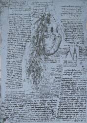 Le cœur et les artères bronchiques (Léonard de Vinci) - Muzeo.com