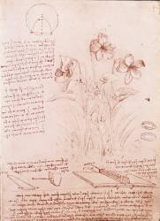 Notes et croquis de botanique et de géométrie : les narcisses (Léonard de Vinci) - Muzeo.com