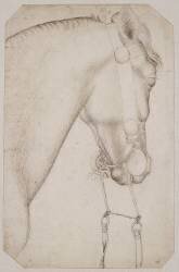 Tête et encolure d'un cheval harnaché, de profil vers la droite, la bride pendante (Pisanello) - Muzeo.com