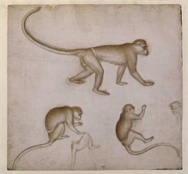Trois singes dans différentes attitudes, esquisse et tête d'un autre singe (Pisanello) - Muzeo.com