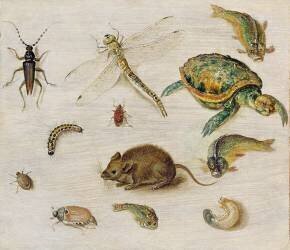 A Study of Insects (Jan Brueghel the Younger) - Muzeo.com