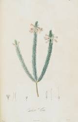 Description des plantes rares que l'on cultive à Navarre et à Malmaison (Pierre Joseph Redouté) - Muzeo.com