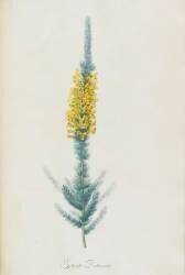 Description des plantes rares que l'on cultive à Navarre et à Malmaison (Pierre Joseph Redouté) - Muzeo.com