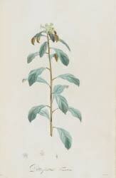 Description des plantes rares que l'on cultive à Navarre et à Malmaison (Pierre Joseph Redouté) - Muzeo.com