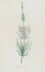 Description des plantes rares que l'on cultive à Navarre et à Malmaison (Pierre Joseph Redouté) - Muzeo.com
