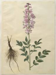 Dictamnus albus from the album Gottorfer Codex (Hans Simon Holtzbecker) - Muzeo.com