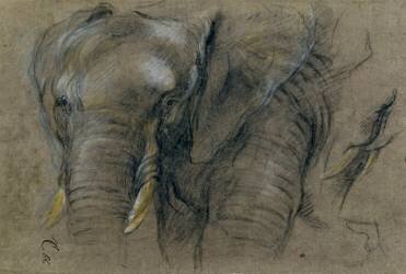 Etude d'une tête d'éléphant (Pieter Boel) - Muzeo.com