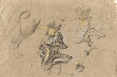 Etudes de têtes de loups et de détails du corps (Pieter Boel) - Muzeo.com