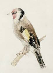 Goldfinch (Joseph Mallord William Turner) - Muzeo.com