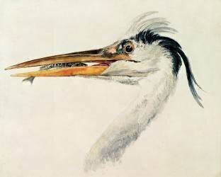 Heron with a fish (Joseph Mallord William Turner) - Muzeo.com