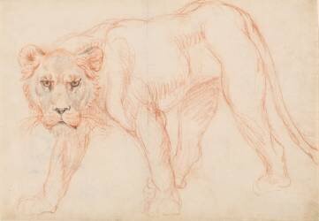 Lioness prowling (George Stubbs) - Muzeo.com