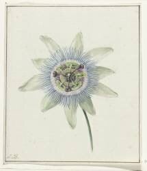 Passion Flower (Jean Bernard) - Muzeo.com