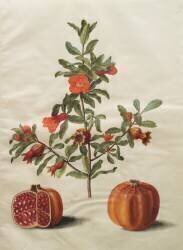 Punica granatum from the album Gottorfer Codex (Hans Simon Holtzbecker) - Muzeo.com
