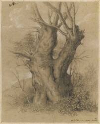 Tronc d'arbres très gros avec deux rameaux (Pierre Henri de Valenciennes) - Muzeo.com