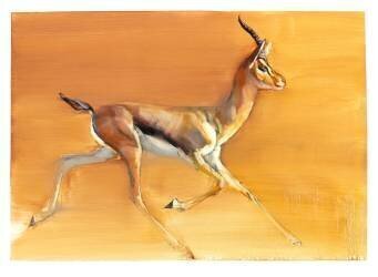 Arabian Gazelle (Mark Adlington) - Muzeo.com