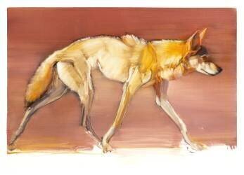 Arabian Wolf (Mark Adlington) - Muzeo.com