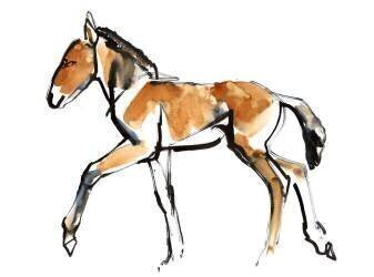 Colt (Mark Adlington) - Muzeo.com