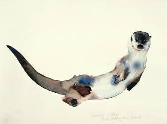 Curious Otter (Mark Adlington) - Muzeo.com