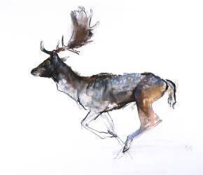 Evening Buck (Mark Adlington) - Muzeo.com