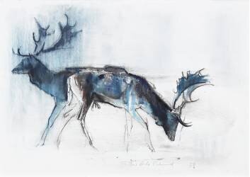 Fallow Bucks (Mark Adlington) - Muzeo.com
