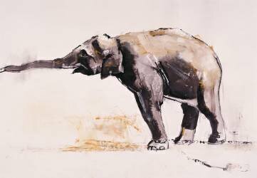 Indian Elephant (Mark Adlington) - Muzeo.com