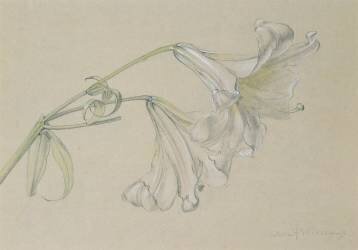Lily (Albert Williams) - Muzeo.com