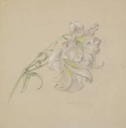 Lily (Albert Williams) - Muzeo.com