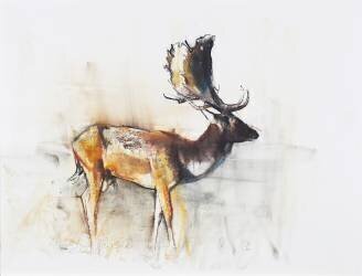 Magnificent Fallow Buck (Mark Adlington) - Muzeo.com