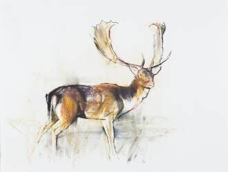 Study of a Stag (Mark Adlington) - Muzeo.com