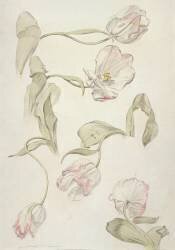 Tulips (Albert Williams) - Muzeo.com