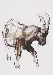 Young Ibex (Mark Adlington) - Muzeo.com