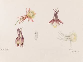 Ancolies (Emile Gallé) - Muzeo.com