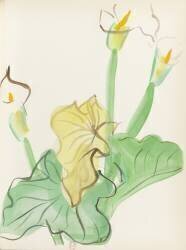Arum, Pour un herbier, Colette (Raoul Dufy) - Muzeo.com
