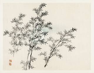 Bamboo (Kono Barei) - Muzeo.com
