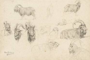 Dix études de chèvres, un mouton, un perroquet (Rosa Bonheur) - Muzeo.com