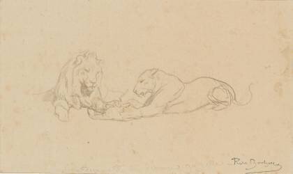 Etude de lion et lionne (Rosa Bonheur) - Muzeo.com