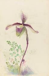 Etude de sabot de Vénus (Cypripedium) pour une marqueterie de verres (Emile Gallé) - Muzeo.com