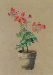 Geraniums in a pot (Odilon Redon) - Muzeo.com